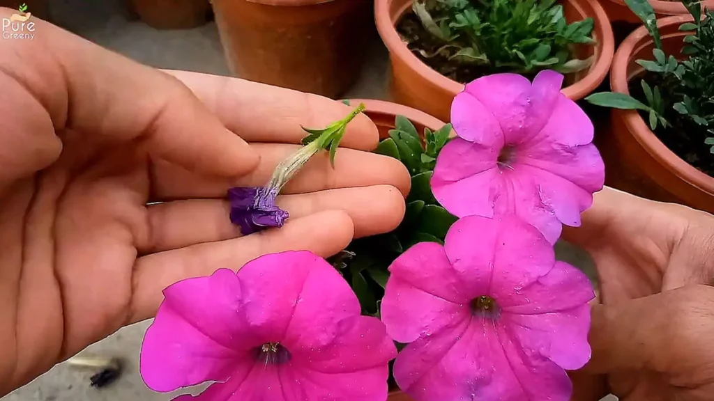 Dead heading Petunia Flowers