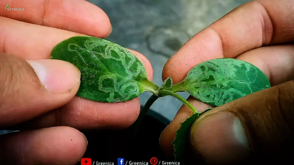 Leaf Miners attack On Seedling Leaves