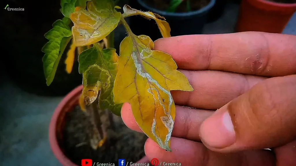 Yellow Leaves & Leaf Miners attack
