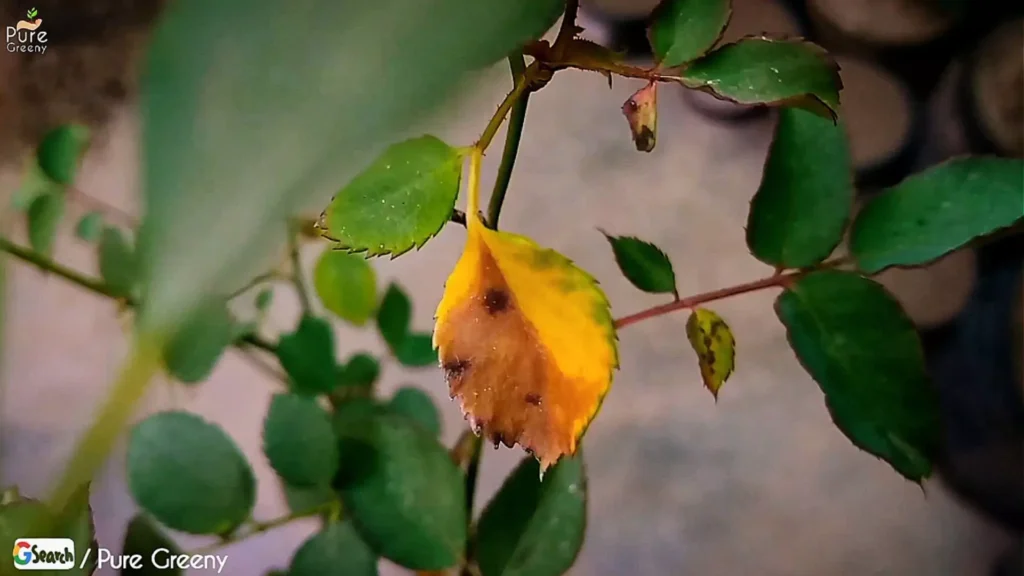 Yellow Rose Leaves