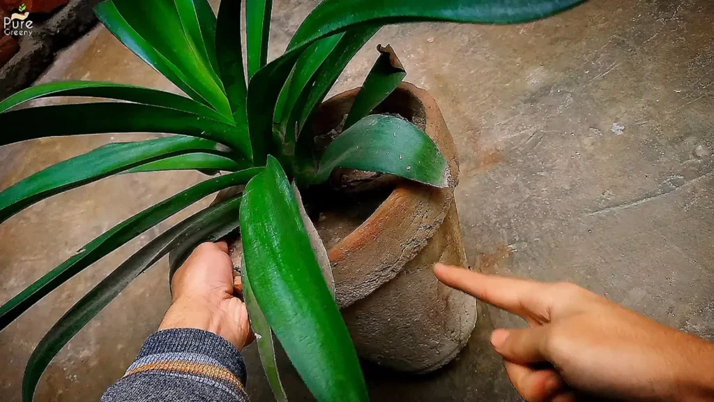 Agave Plant Pot Size