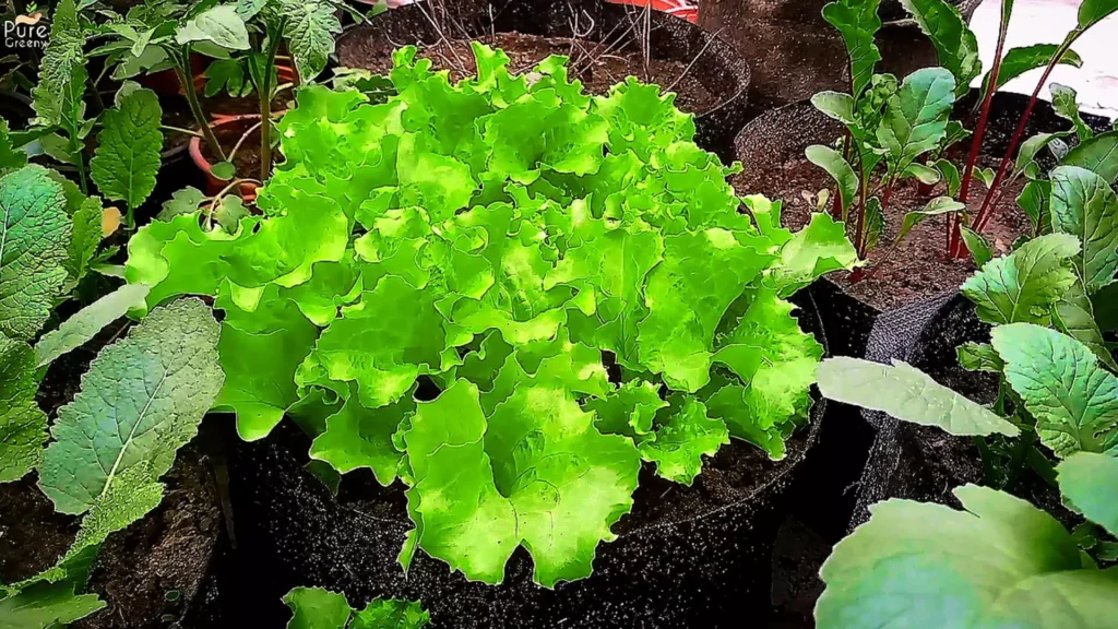 Growing Lettuce Plants