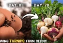 How to Grow Turnips At Home From Seeds? (With UPDATES)