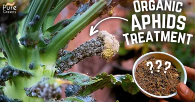 How To Get Rid of Aphids On Plants? (4 EASY STEPS)
