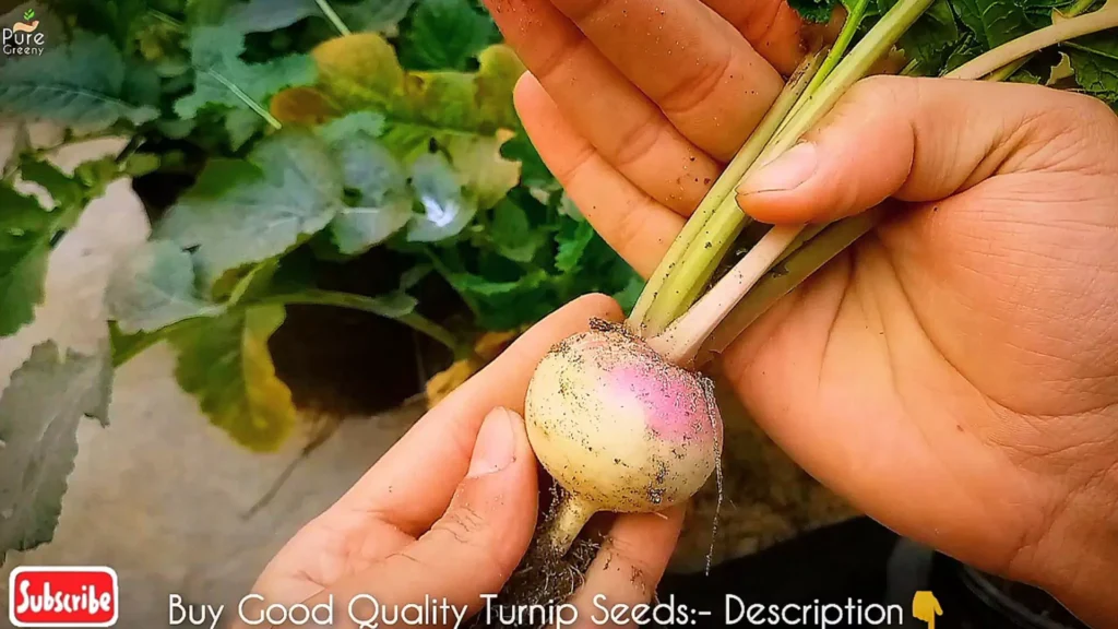 Harvested Turnip bulb