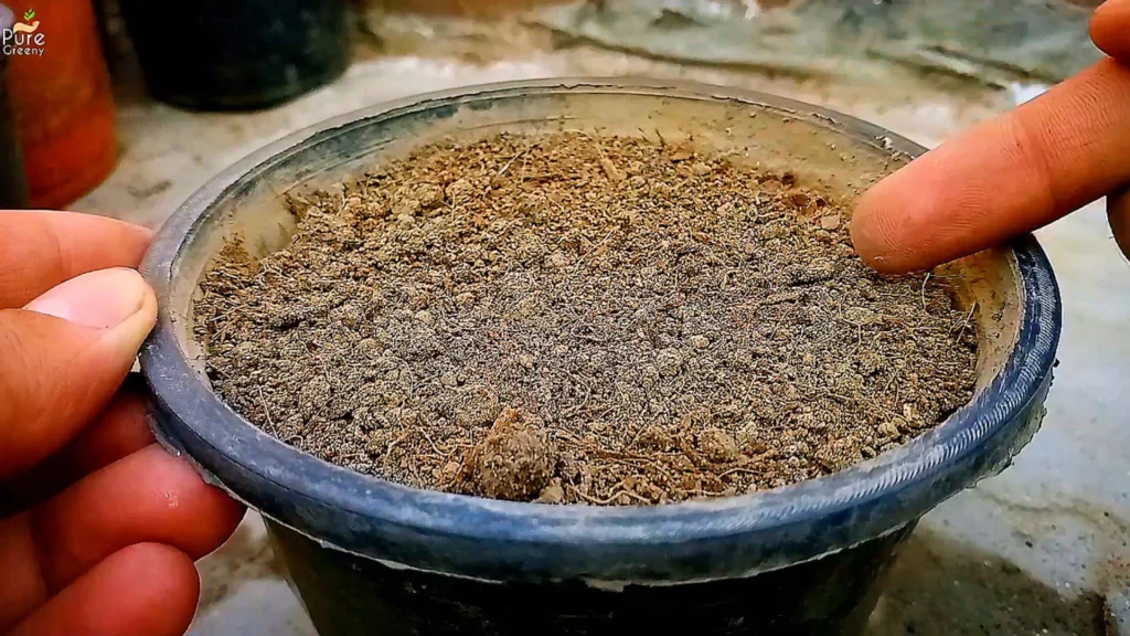 Soil Mix For Seedling