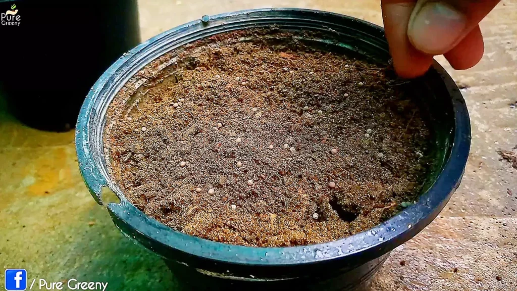 Sowing Turnip Seeds