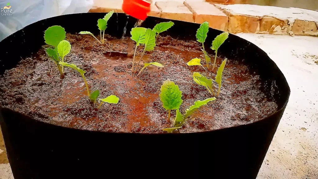 Transplanting turnip Seedlings