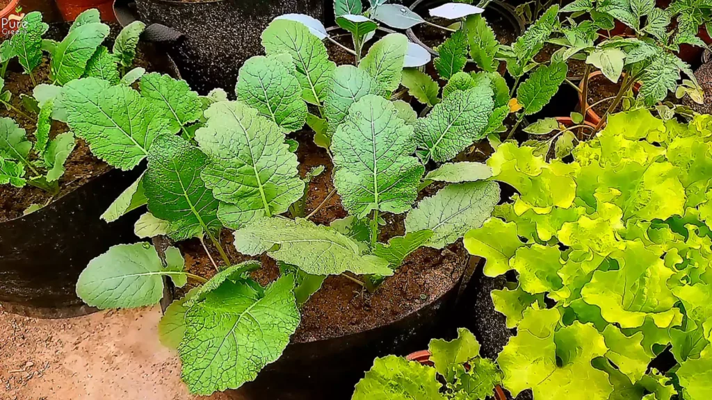 Healthy & Mature Turnip Plants