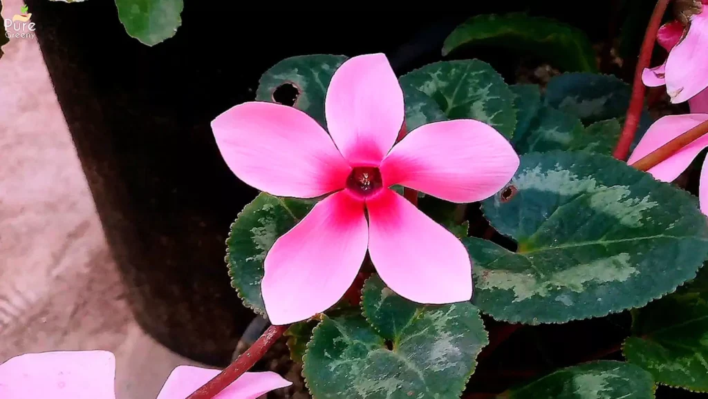 Cyclamen Flower