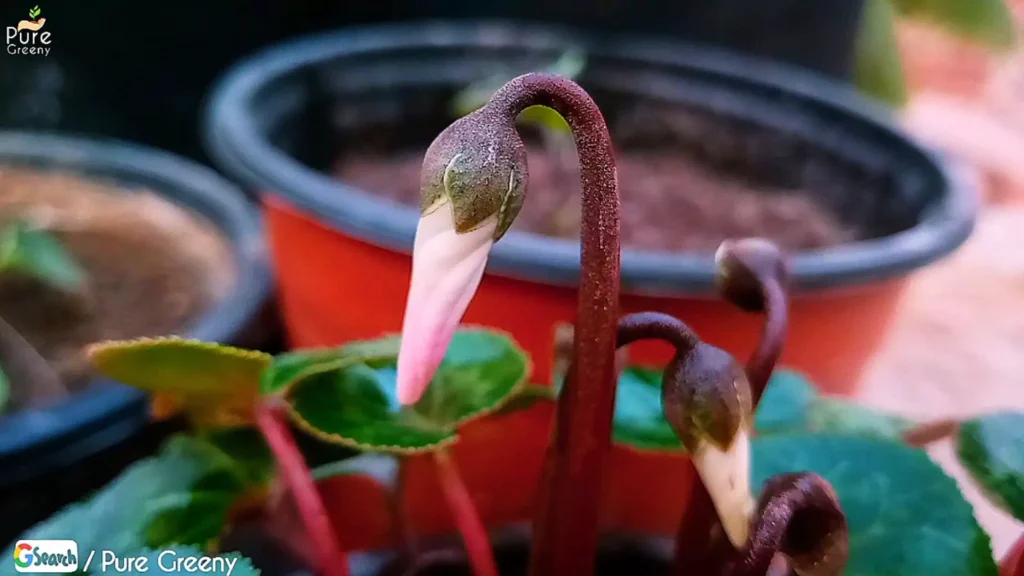 Cyclamen Buds