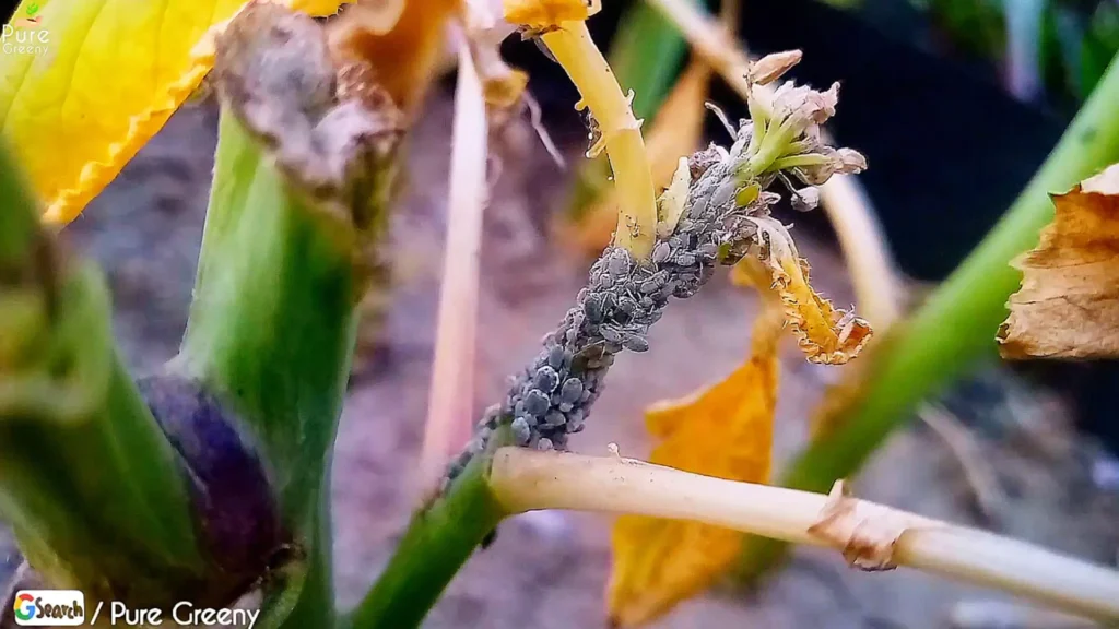 Aphids clusters Covering a branch