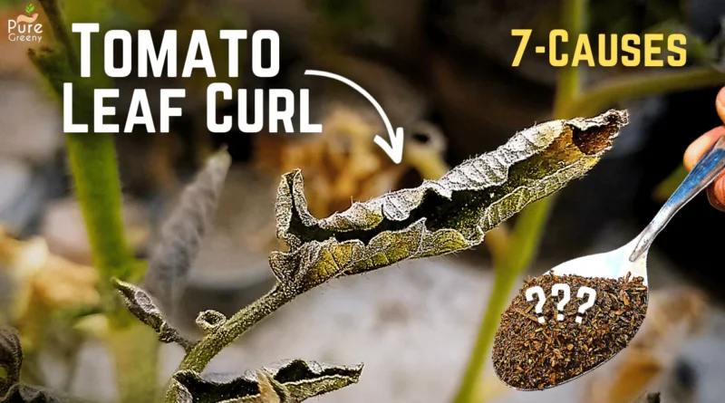 7 CAUSES - Tomato Leaf Curl Disease! (Solve This way)