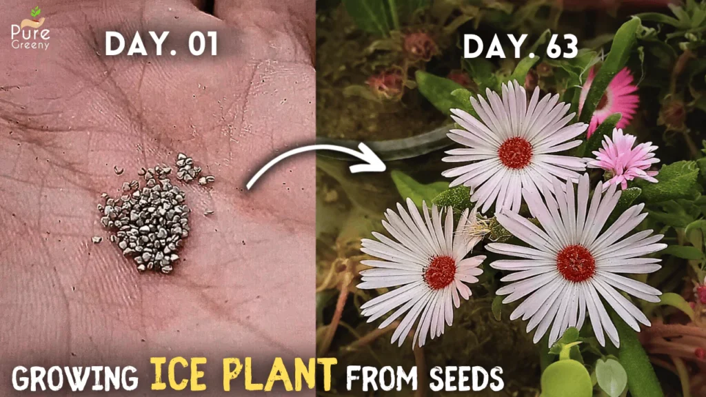 How to Grow Ice Plant From Seeds? (WITH UPDATES)