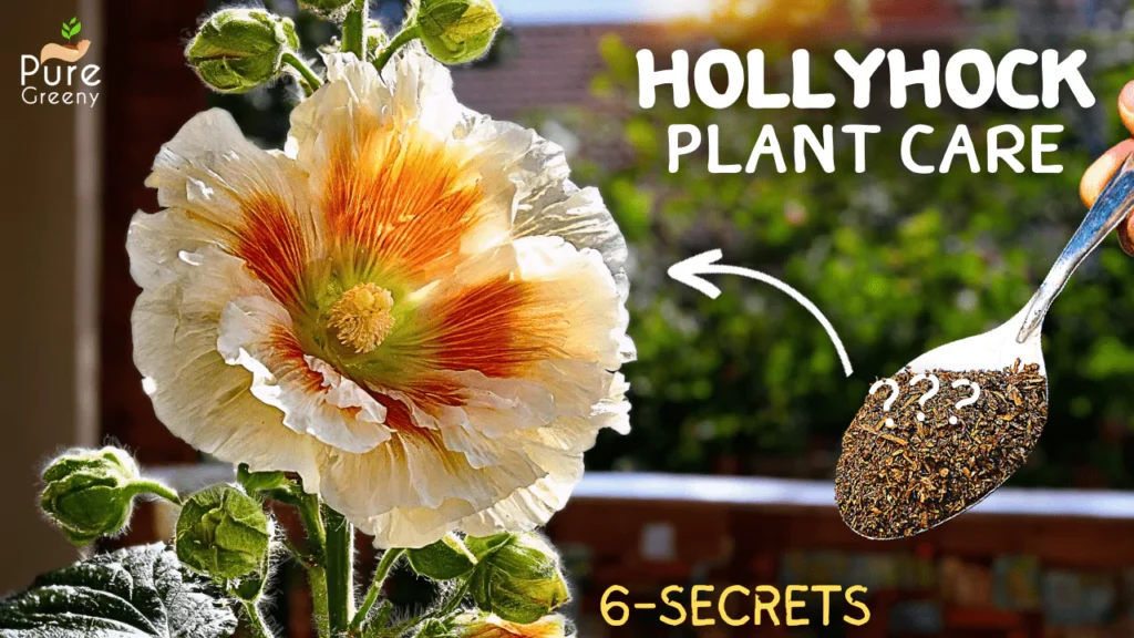 A Comprehensive Guide On Hollyhock Plant Care! (6 TRICKS*)