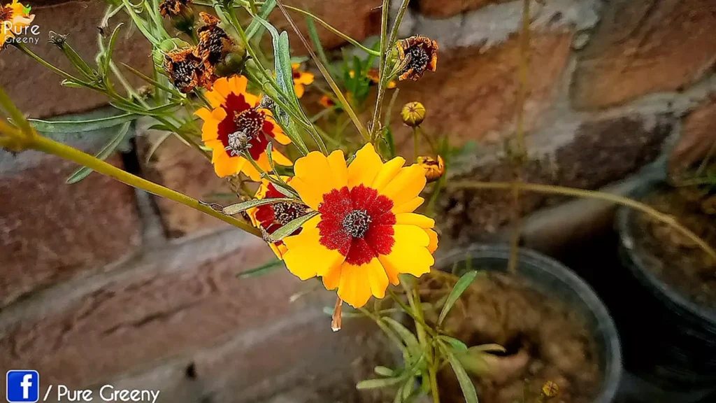 Cosmos flower Plant
