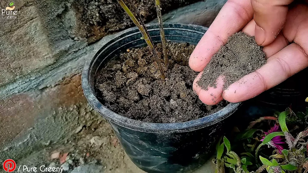 Loose Soil of Cosmos Plant