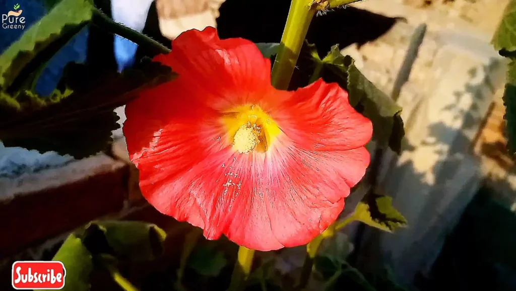 Hollyhock plant Flower In Sun