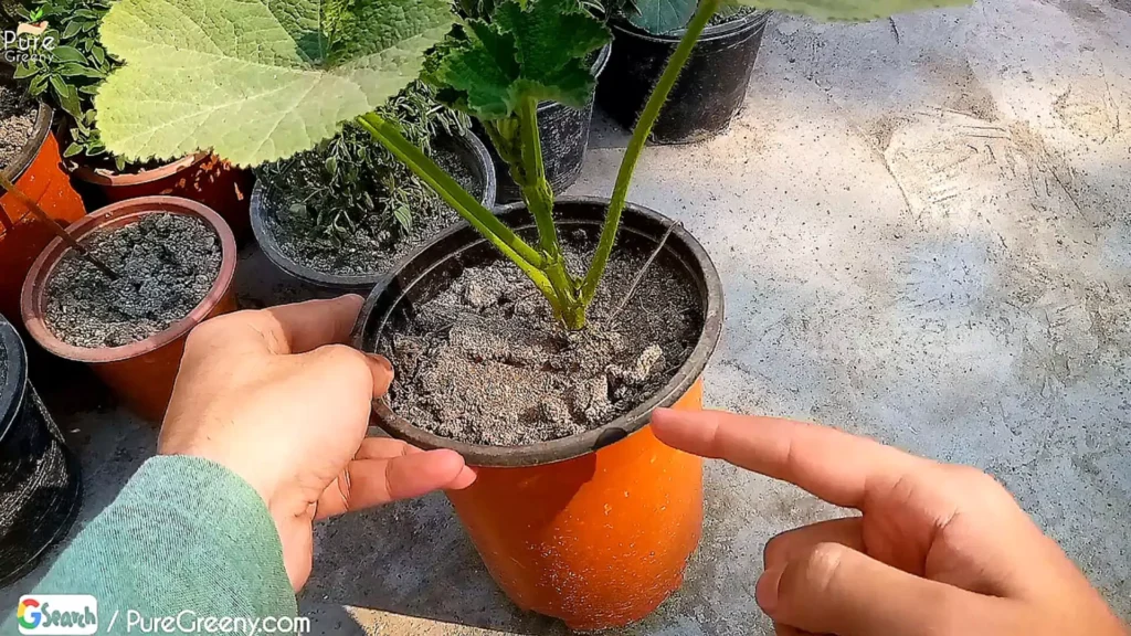 Pot Of hollyhock plant