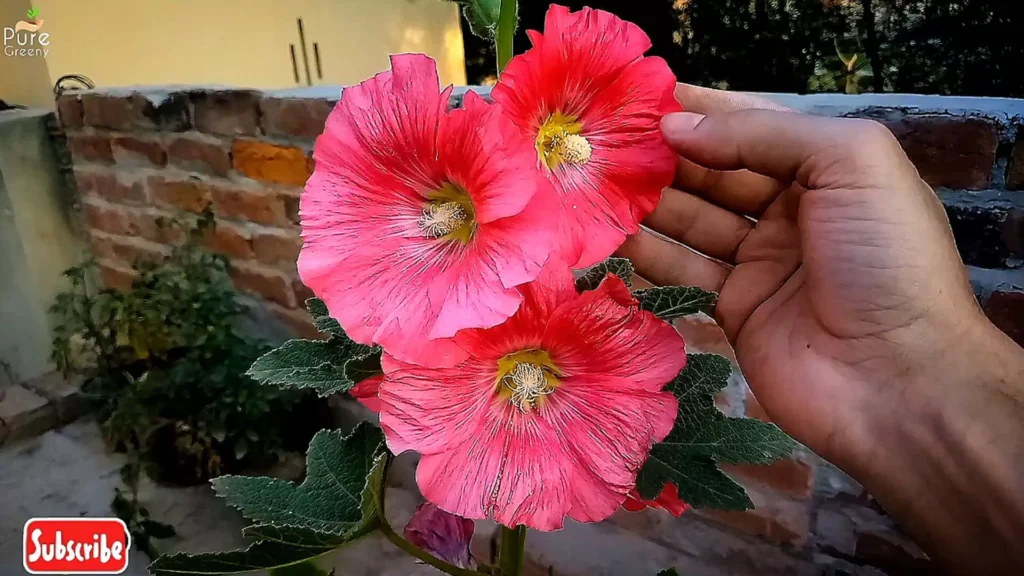 Hollyhock Flowers