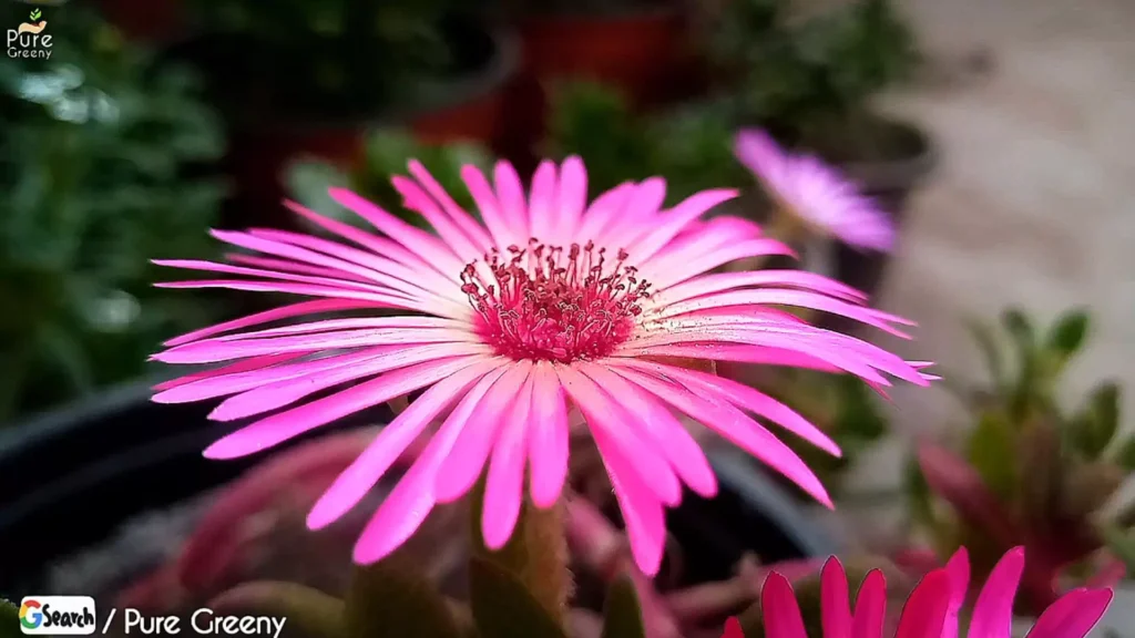 Ice Plant Flower