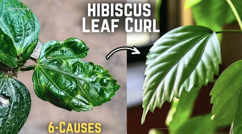 Hibiscus Leaf Curl Problem? Causes & Their Fixes!