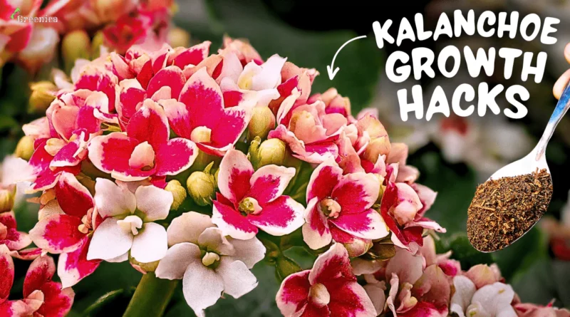 A MASTERING Guide on Kalanchoe Plant Care! (5 HIDDEN SECRETS*)