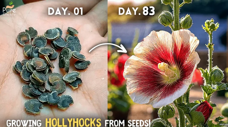 How To Grow Hollyhocks From Seeds? (SEEDS TO FLOWERS)