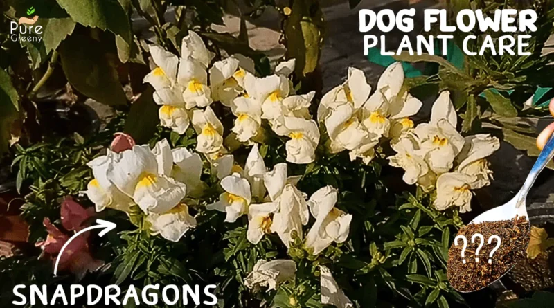 A DETAILED Guide On Dog Flower Plant Care! (7 SECRETS*)
