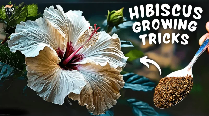 7 SECRET Hibiscus Plant Growing Tips! (Growth Guaranteed)