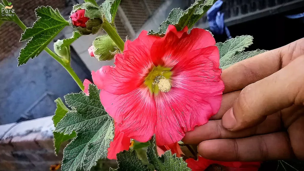 Hollyhock Flower