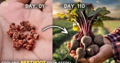 How To Grow Beetroots At Home