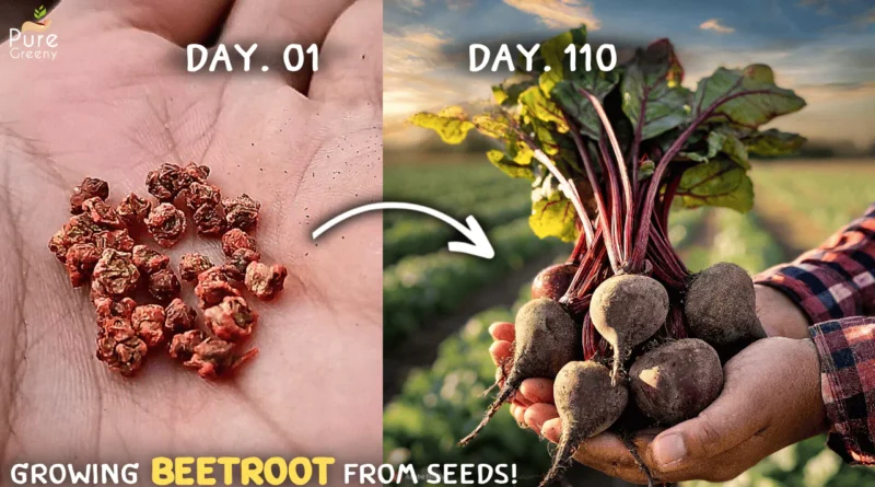 How To Grow Beetroots At Home