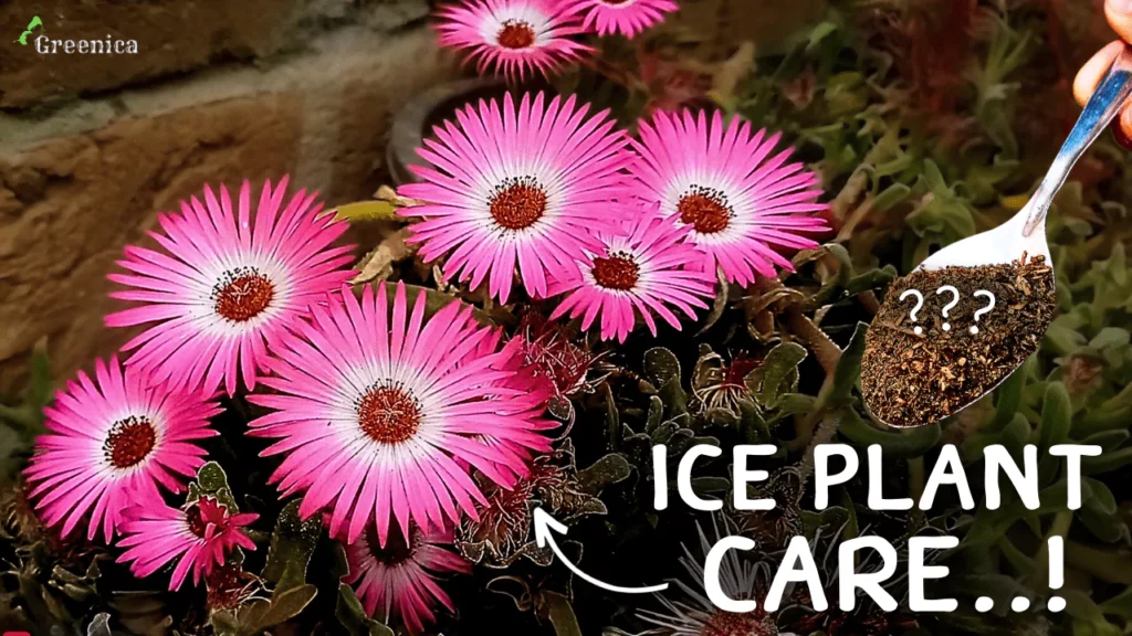 A Complete Guide on Ice Plant Care! (7-Tricks*)