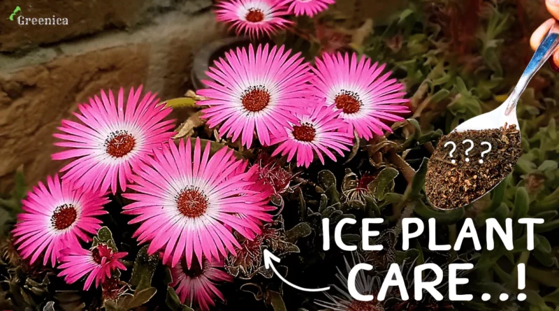 A Complete Guide on Ice Plant Care! (7-Tricks*)