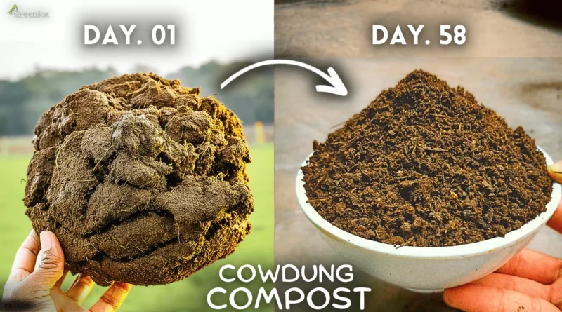 How To Make Cow dung Compost At Home? (Beginner's Guide)