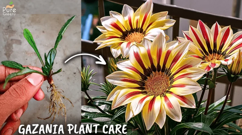 7 GROWTH HACKS - Gazania Flower Plant Care Tips! (BLOOMING 10X*)