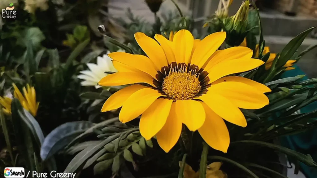 yellow Gazania Flower