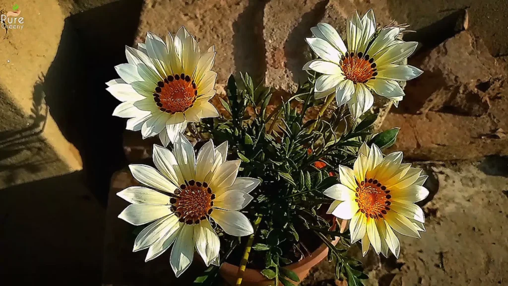 Gazania Plant Flowers