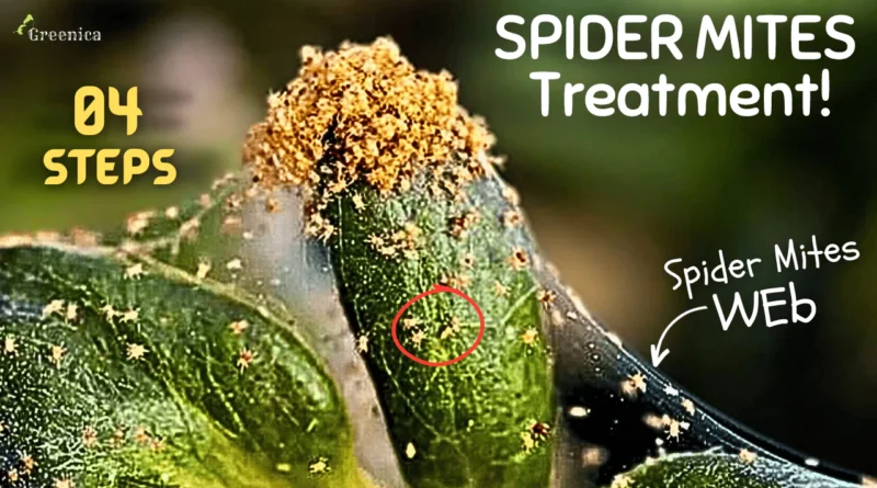 4 Easy Steps Of Spider Mites Treatment! - Spider Mites On Plants?