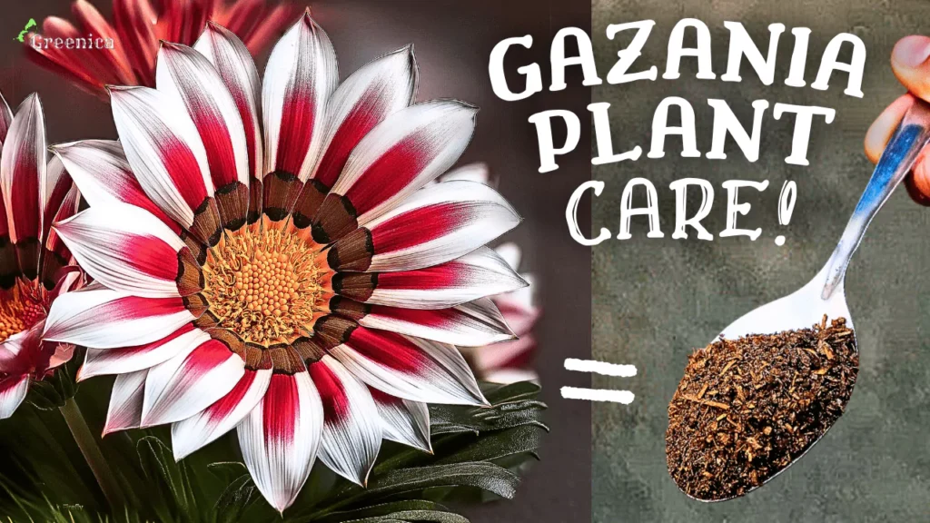 A Comprehensive Guide On Gazania Flower Plant Care! (7-SECRETS*)