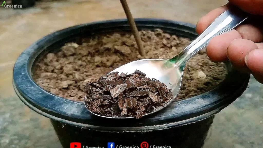 applying Banana Peels Powder