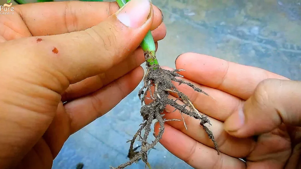 Roots Of Syngonium