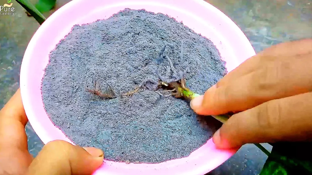 Hidden Benefits Of Wood Ash For Plants The Right Way To Use 10x 