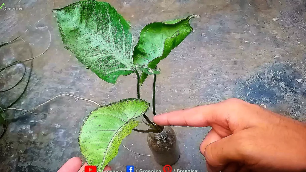 Syngonium In Vermiculite