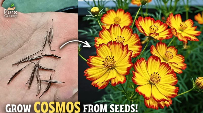 How To Grow Cosmos Flowers From Seeds In Pot With Updates Pure Greeny