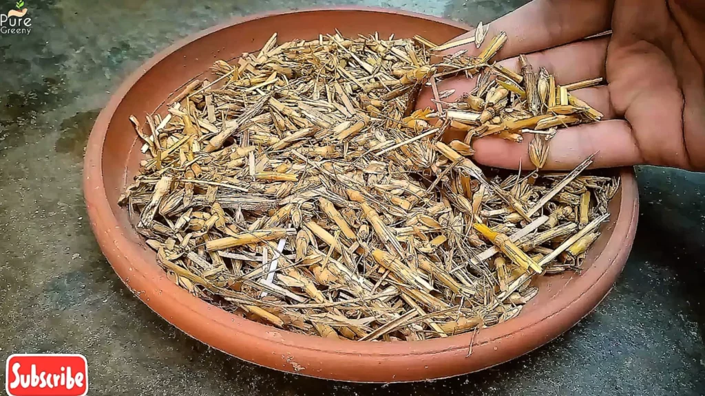 Plant Scraps For Mulching Plants