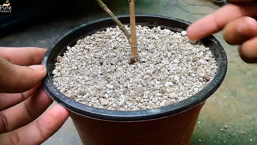 Vermiculite Mulching