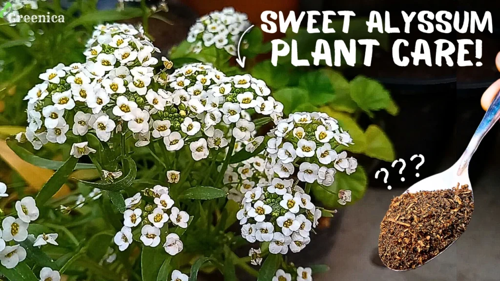 Hidden Benefits Of Wood Ash For Plants The Right Way To Use 10x 
