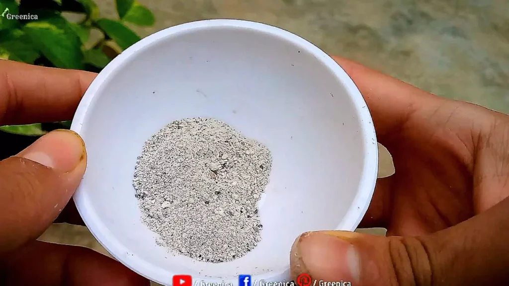 egg Shells Crushed